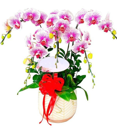 Tròn Đầy Hạnh Phúc