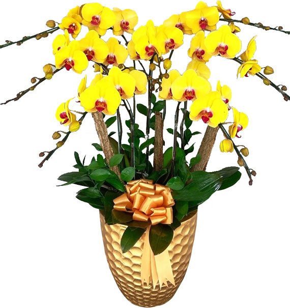 Tụ Lộc Vàng Anh