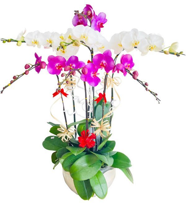 Tuổi Mới Thăng Hoa