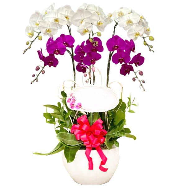 Tươi Một Góc Nhỏ