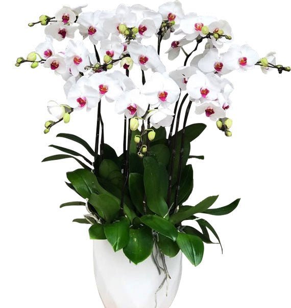 Tuyết Sắc Kiêu Sa