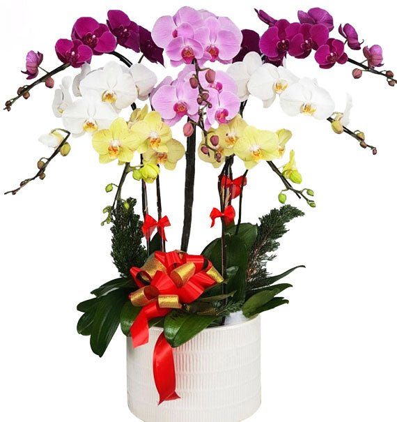 Vạn Sắc Khai Trương