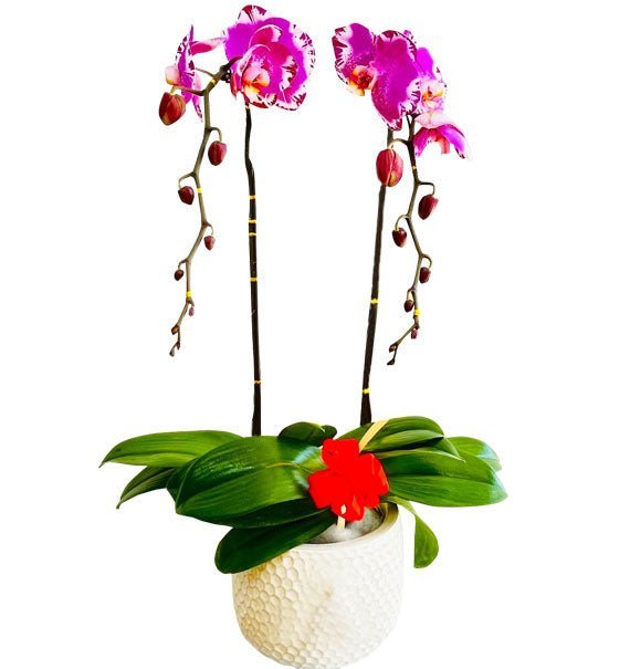 Vạn Sự Song Hành