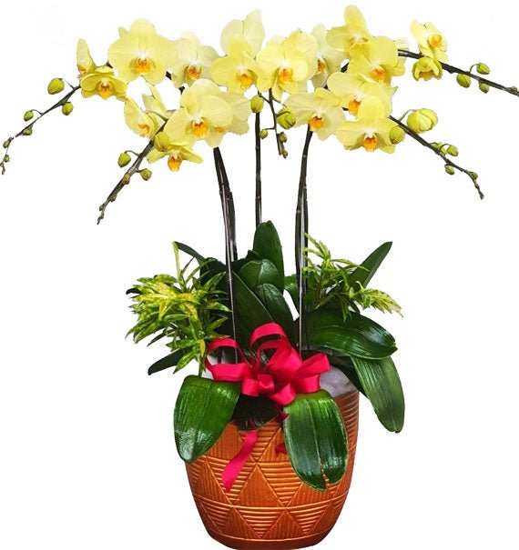 Vàng Nhà Rực Sáng