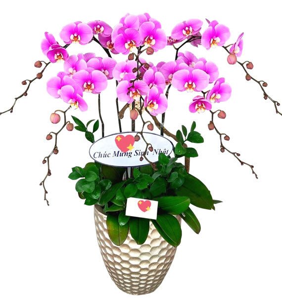 Vẻ Đẹp Khai Hoa