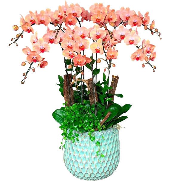 Vũ Điệu Sắc Hoa