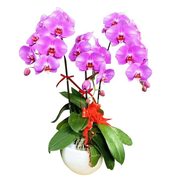 Vũ Điệu Thanh Tao