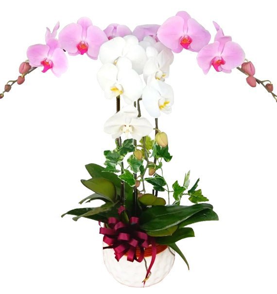 Vườn Sắc Mộng Mơ