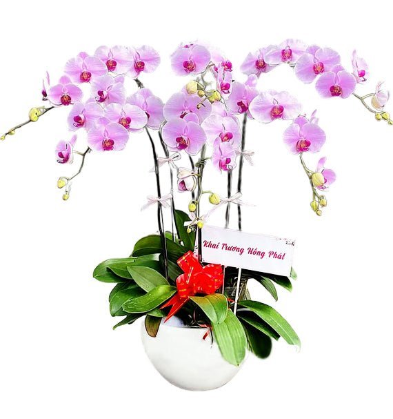 Vượng Khí Khai Hoa