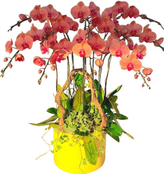 Vượng Khí Tỏa Hương