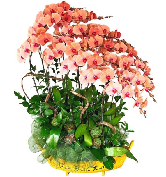 Vượt Sóng Vươn Xa